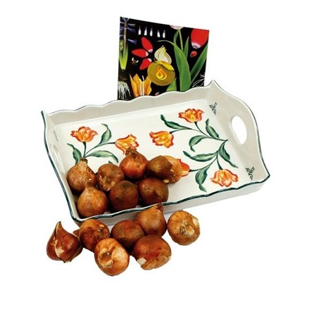 Dienblad met tulpenbollen